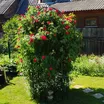 Опора под розы - фото 2